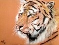 /album/dessins-faits-aux-crayons/tigre-de-siberie-1-jpg/